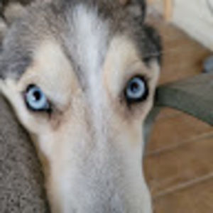 Meet your Posher, Darlene